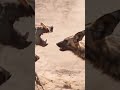 wild dog attack #animals #wilddog