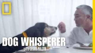 New Episodes | Dog Whisperer