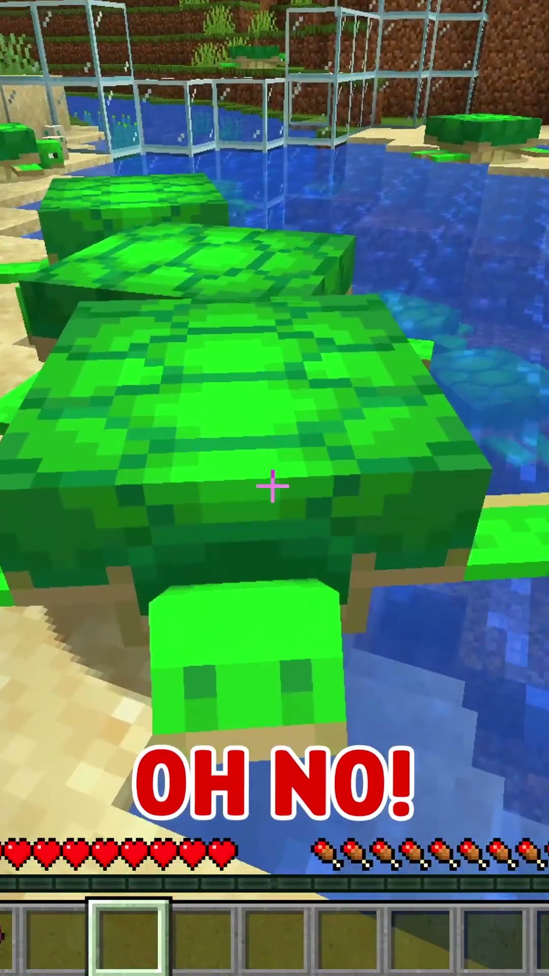 Minecraft Turtle Morph Hide and Seek!