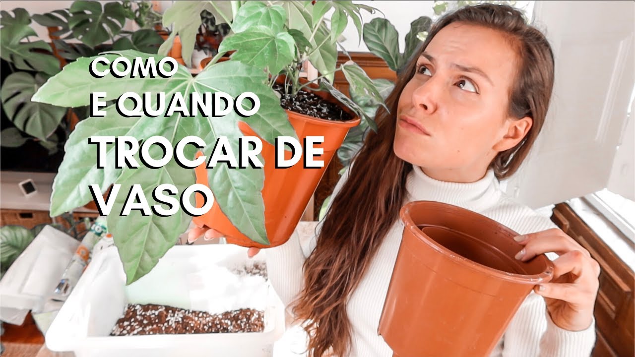 COMO E QUANDO TROCAR PLANTAS DE VASO - GUIA COMPLETO