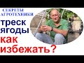 Треск ягод у винограда - мысли вслух или почему у меня практически  не трещит виноград.