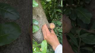 Grafted Peach Grafted Fruit Trees