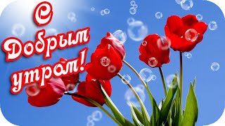 С Добрым Утром!  🌸Симфония Тюльпанов...🌸Весенний Видеоролик🌸Good Morning!🌸