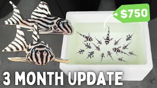 BREEDING Zebra Plecos  3 Month Update!