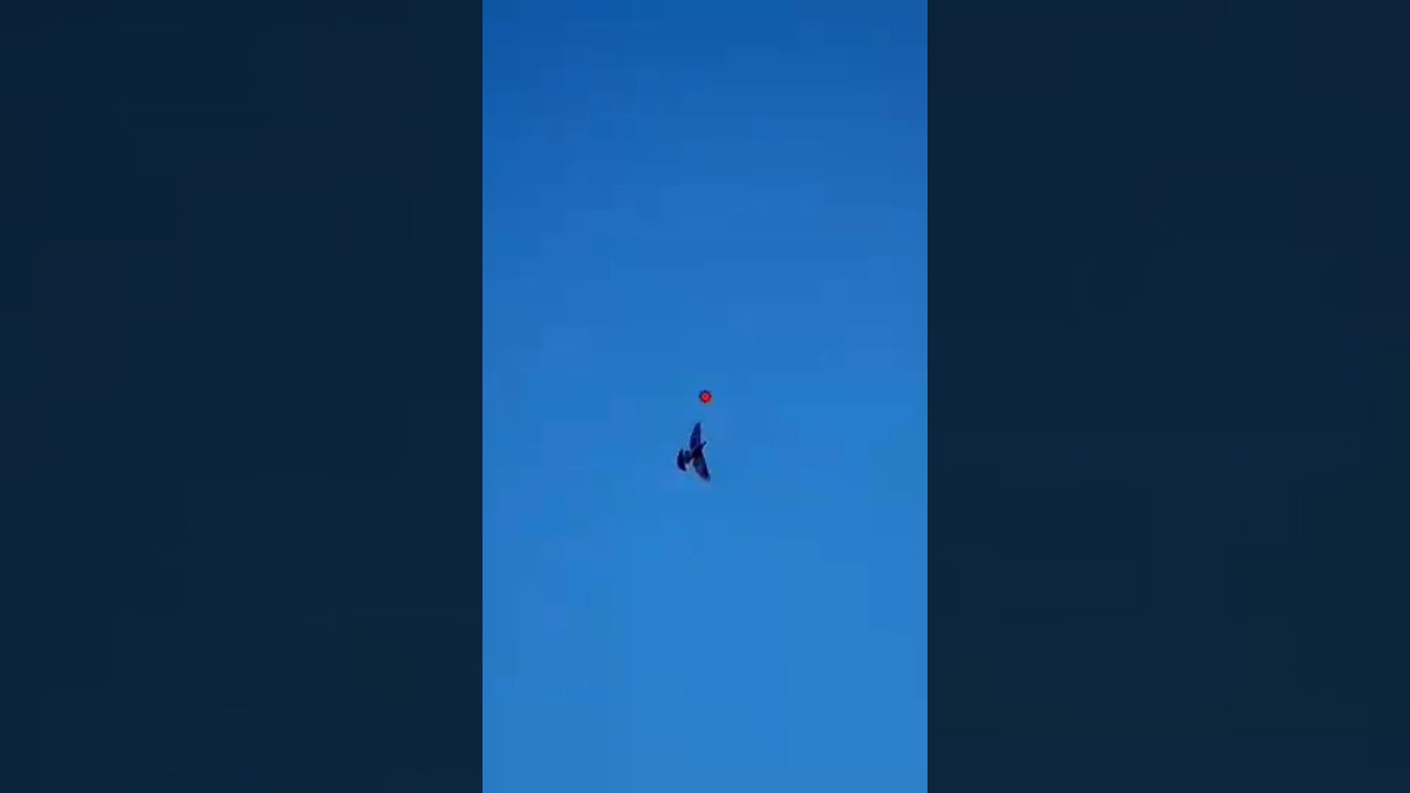 Caccia al colombaccio 