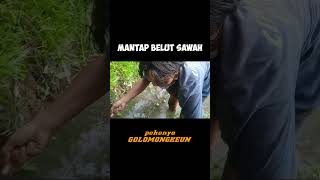 TARIKAN BELUT SAWAH MANTAP #short #shortsfeed