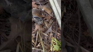 I found some super cute furry critters hiding under tin in the woods!