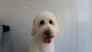 Grooming my own Goldendoodle | Dog Grooming by Go Fetch Grooming 606 views 1 year ago 43 minutes