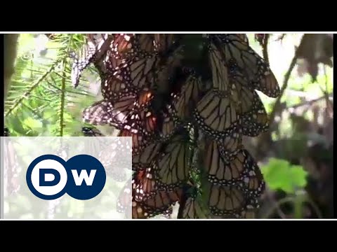 Video: Meksika'daki Monarch Kelebek Rezervleri