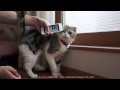 CatPiano と ふくたん