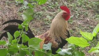 This rooster rules the roost.