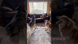 Hecc Off Karen #shorts #shortsvideo #husky #siberianhusky #huskydog #funnydog #howlingdog #humor