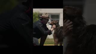 Rescued by Ruby: Daniel finds Ruby. #rescuedbyruby #movie #policedog #fyp #police