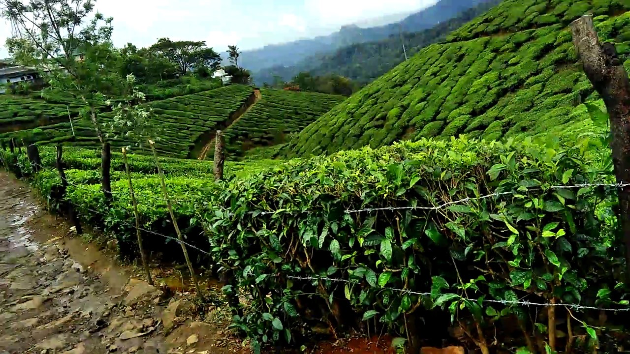 Munnar, Paradise on earth