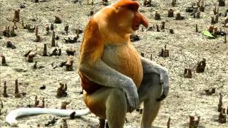 Proboscis Monkey Fast Facts by Dog Planet 6,178 views 8 years ago 2 minutes, 16 seconds