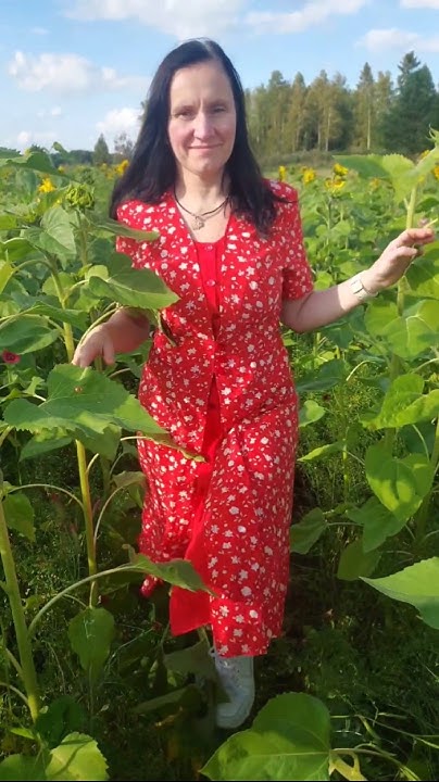 Пісня миколай без слів сама мелодія