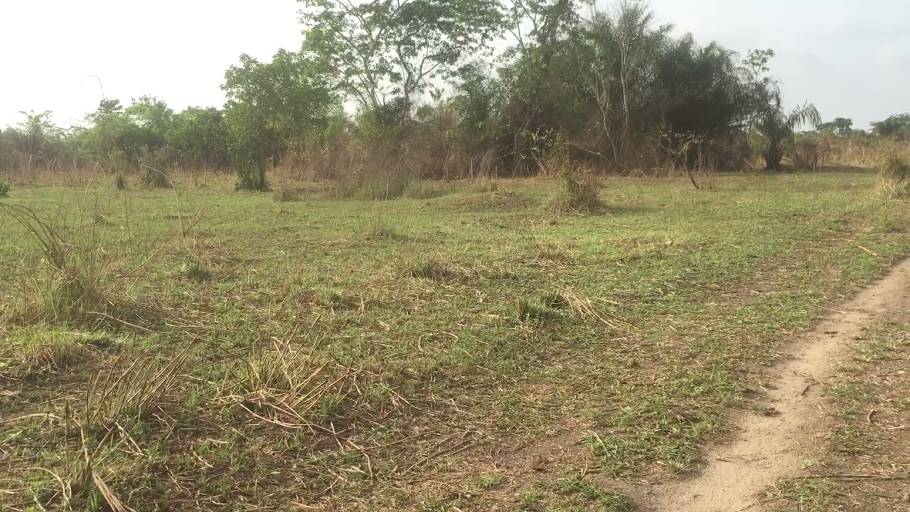 HECTARES OF FARMLAND AT OGUN STATE NIGERIA. YouTube