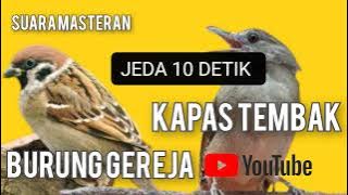 MASTERAN Burung Gereja Gacor VS KAPAS TEMBAK Gacor jeda Mp3 @IPBIRDBANDUNG