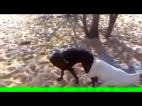 Dog sex video in goat - YouTube