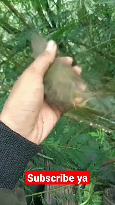PELEPASAN BIMOLI BETINA
