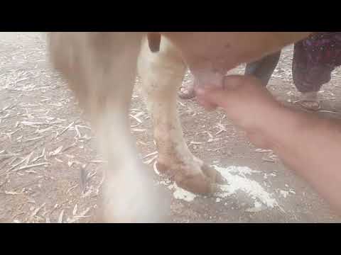 Video: Mastitten Bir Inek Nasıl Tedavi Edilir
