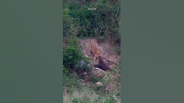 Killer Beauty of Sitabani Forest Corbett