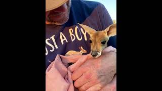 Orphaned Joey Begs to Jump Back Into Cloth Pouch