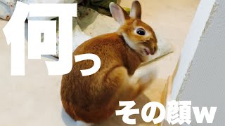 「お母さん起こしてきて！」とうさぎにお願いしてみた結果…　#863