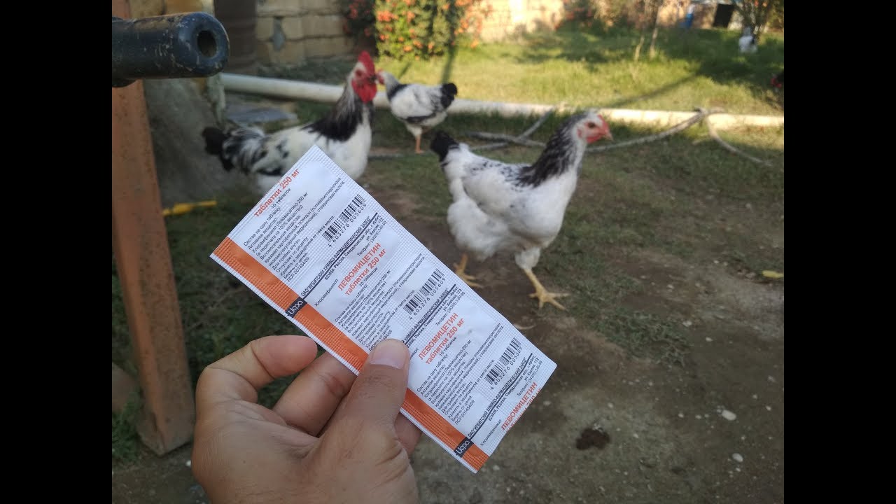 Toyuqlarda ağ ishala son!