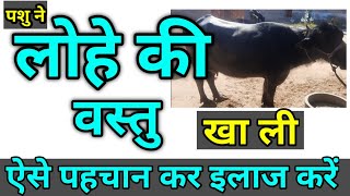 पशु ने लोहे की चीज खा ली Iron object in animal body लक्षण और इलाज Traumatic Pericarditis in cattle b