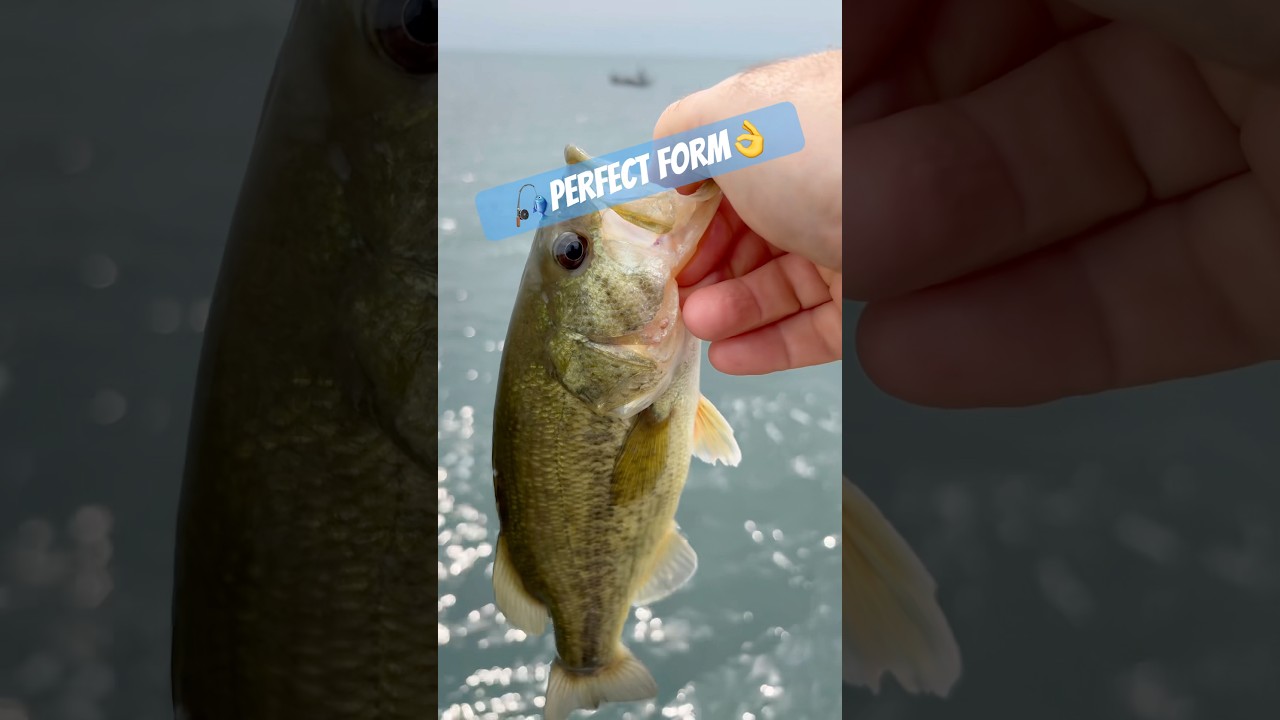 🔥Perfect High Dive Bass Release🎣🔥