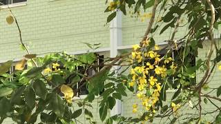 Beautiful Yellow Bird In Singapore