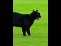 Epic Cat Moments In Football 