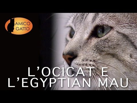 Video: Differenza Tra Gatto Bengala E Ocicat