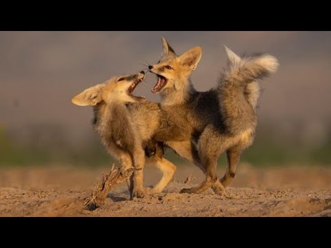 ثعلب الصحراء 