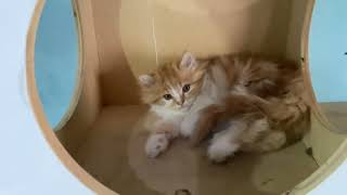 Anak kucing persia usia 3 bulan jakarta selatan by Oco Nugroho 604 views 10 months ago 3 minutes, 4 seconds