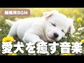 🐾愛犬が落ち着くリラックス音楽（10時間フリーBGM）🐾途中広告なし