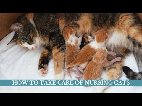 How to take care of nursing cats updated 2021 || Nursing cats problems