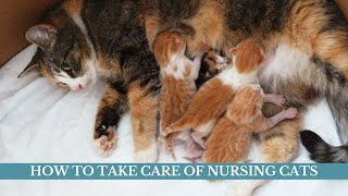 How to take care of nursing cats updated 2021 || Nursing cats problems