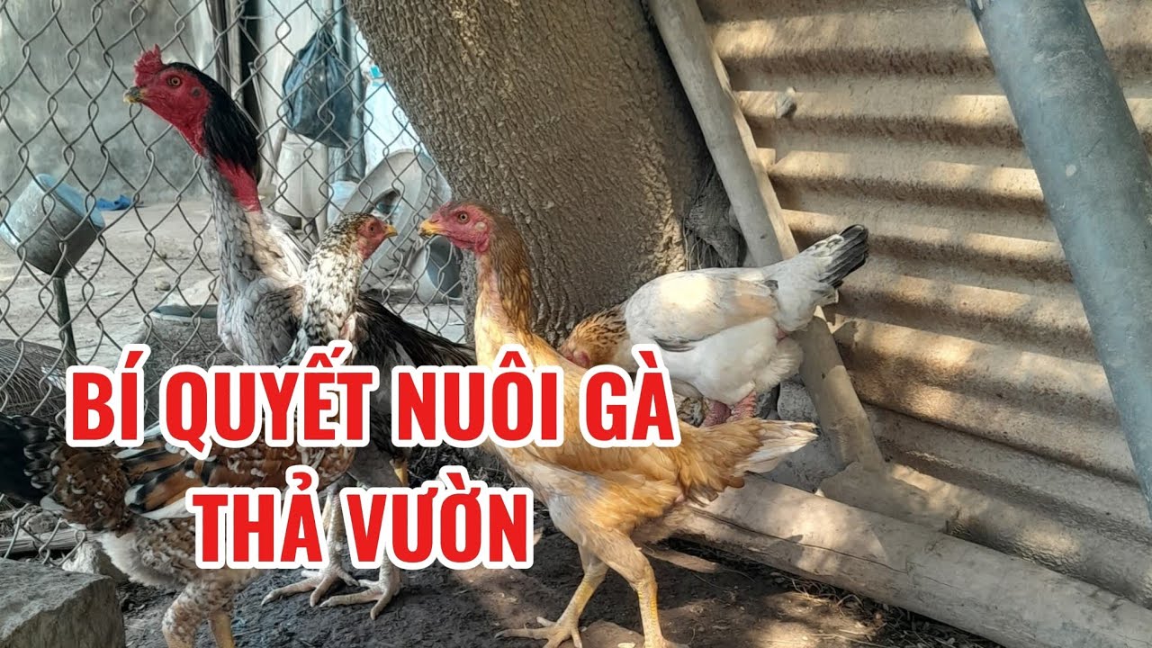 CHIA SẺ BÍ QUYẾT NUÔI GÀ THẢ VƯỜN LỢI NHUẬN CAO