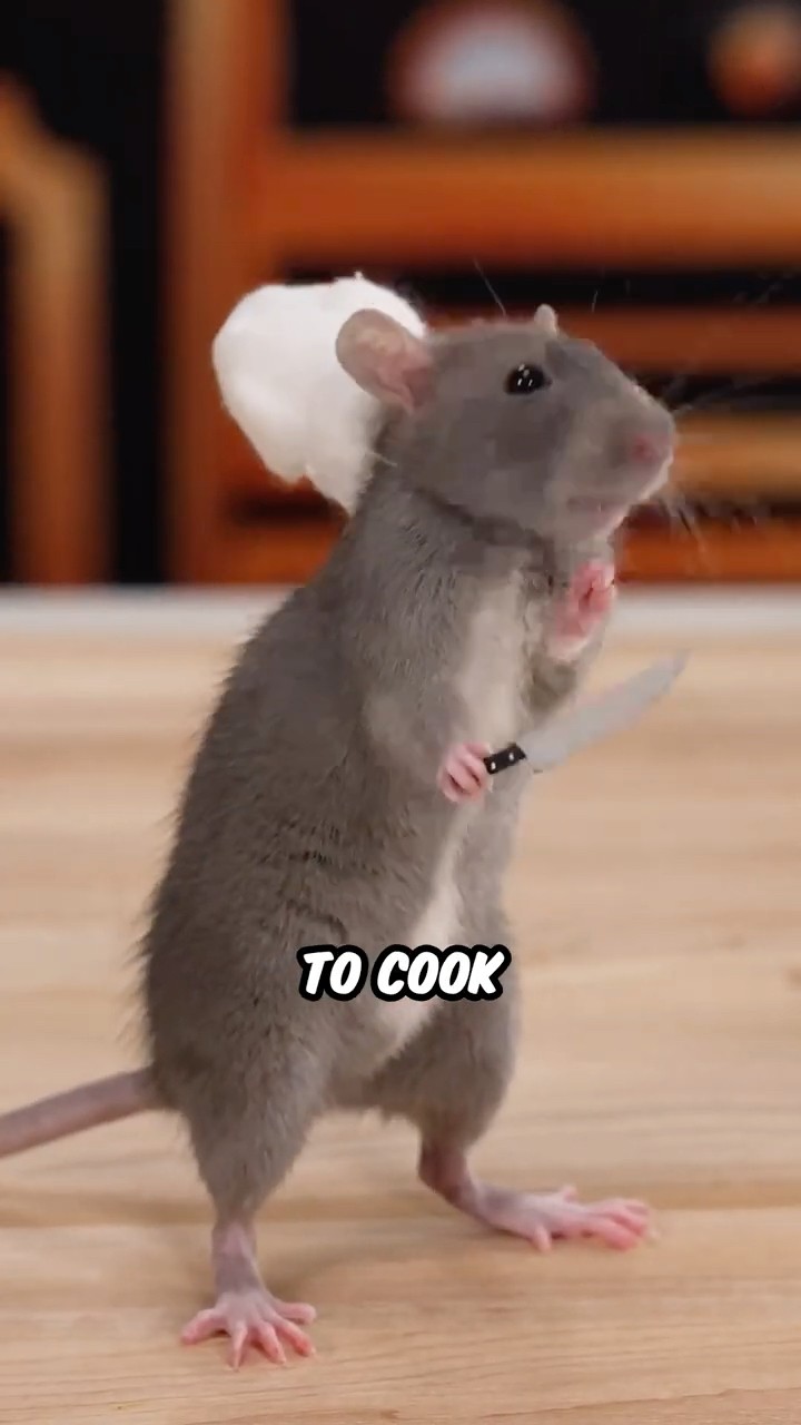 Ratatouille IRL