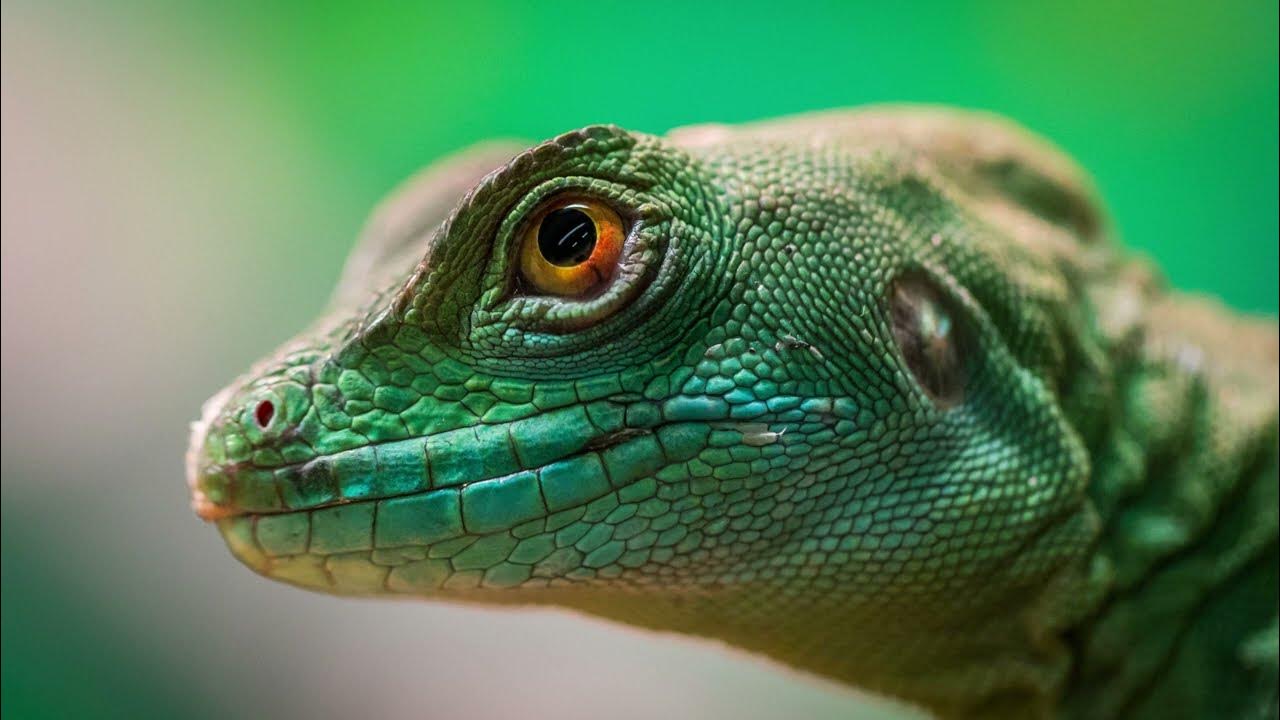 How do geckos stick to walls? amazingfacts didyouknow funfacts 