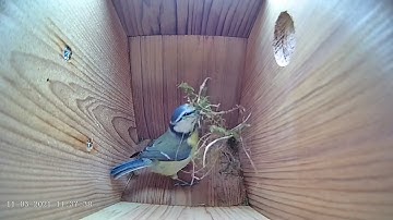 Blue tit nest box highlights 11 march 2021
