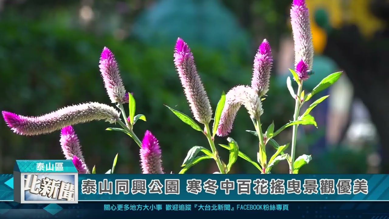 1150213泰山同興公園 寒冬中百花搖曳景觀優美