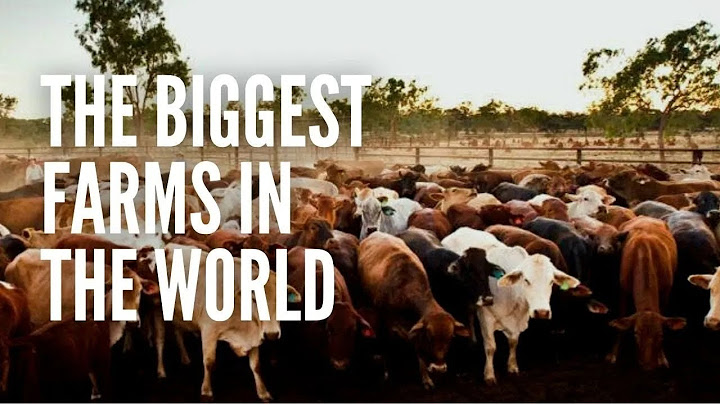 Top 10 biggest crow farm in the world