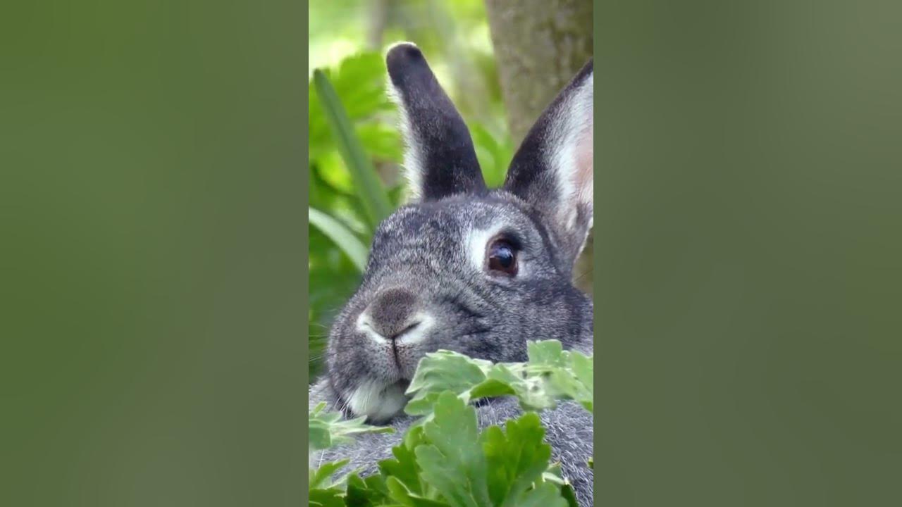 Rabbits eat their own poop YouTube