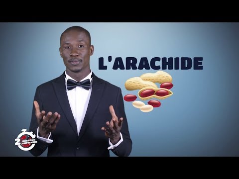 Vidéo: Arrosage des plantes d'arachide - De combien d'eau les plantes d'arachide ont-elles besoin