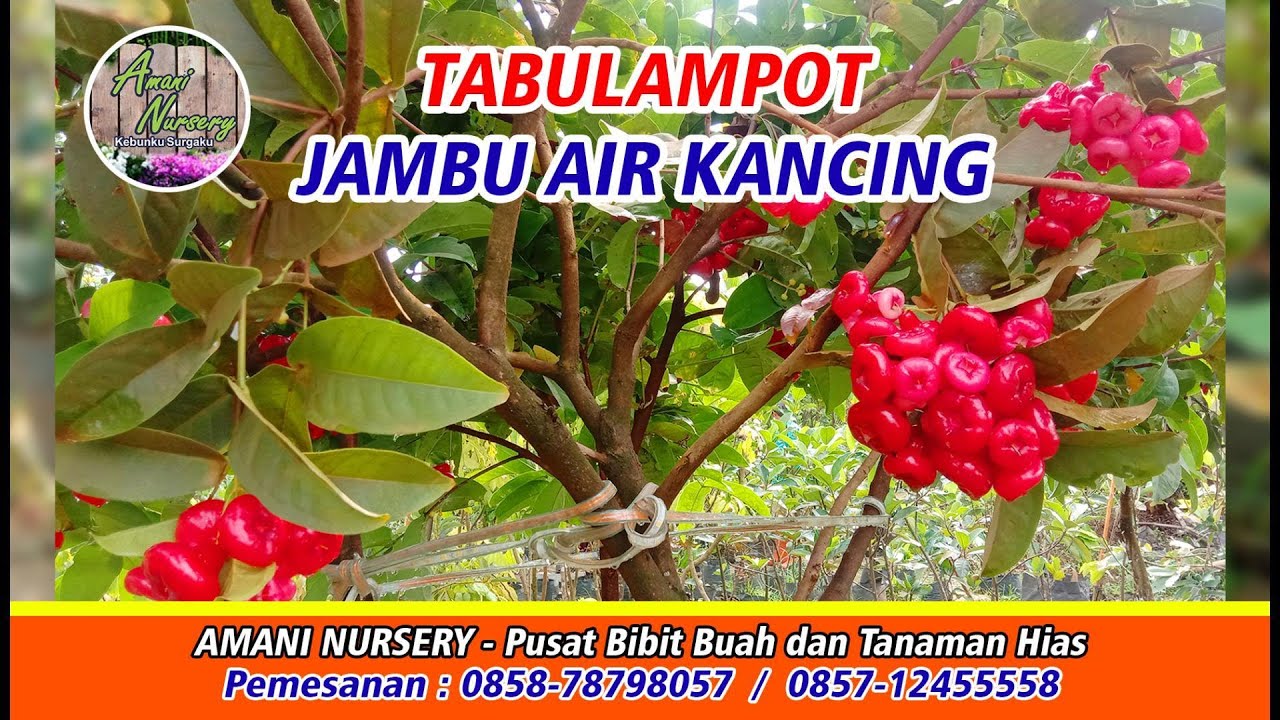 BIBIT JAMBU AIR KANCING RAJIN BERBUAH #jambu #jambuair #youtube #youtubevideo #youtuber #tanamanhias