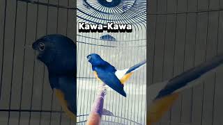 Murai Isian  Gereja Tarung