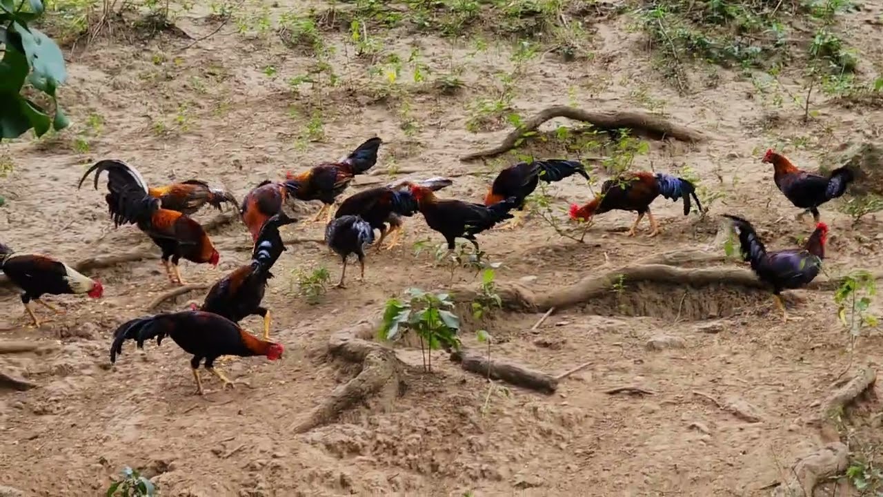 Macheros en el mes de enero asi van los polluelos